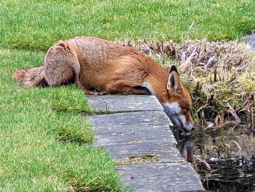 Fox drinking from pond